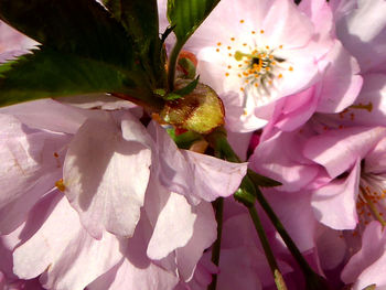 Close-up of white flowers