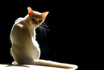 Cat looking away against black background