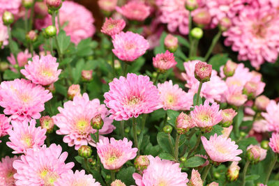 Close-up of pink flowering plants