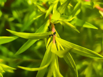 Close-up of insect on plant