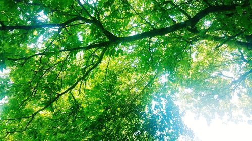 Low angle view of sunlight streaming through trees