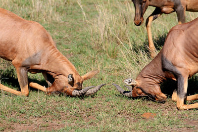 View of antelopes on grass