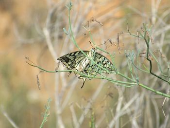 Close-up of a bird perching on plant