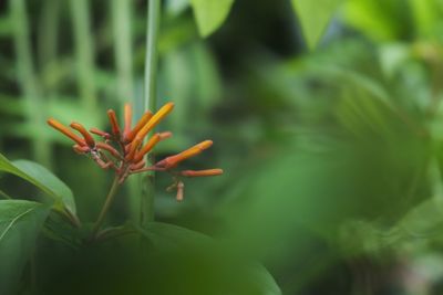 Close-up of orange flower