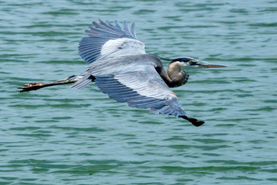 Bird flying over sea