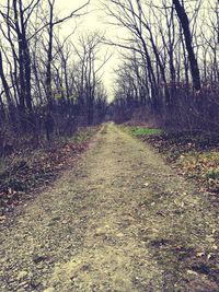 View of bare trees in forest