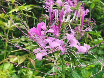 plant