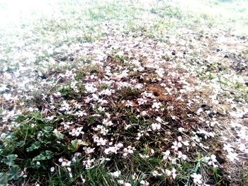 Flowers growing on field