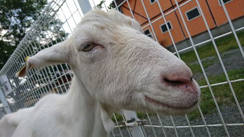 Close-up portrait of a horse