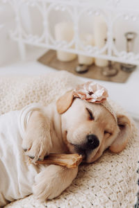 Dog sleeping at home