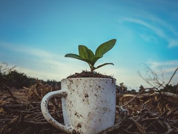 Close-up of plant growing on field