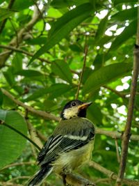 Close-up of bird perching on tree