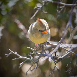 Close-up of bird perching on branch