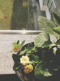 High angle view of plant growing in water