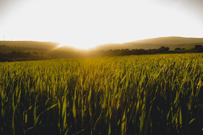 Scenic view of agricultural field against sky