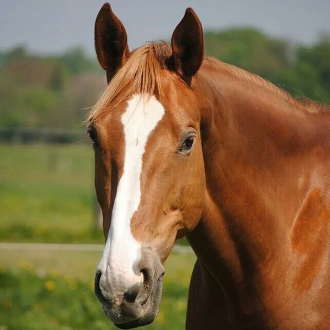 animal themes, horse, domestic animals, mammal, one animal, livestock, animal head, focus on foreground, field, herbivorous, close-up, working animal, animal body part, standing, brown, portrait, grass, outdoors, day, side view