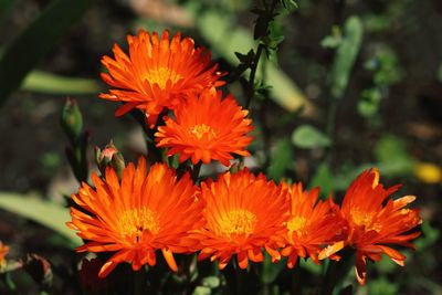 Close-up of orange flowering plants