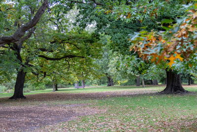 Trees in park during autumn