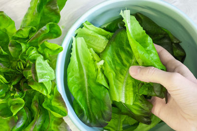 Woman in the kitchen puts lettuce leaves from the table into a salad bowl