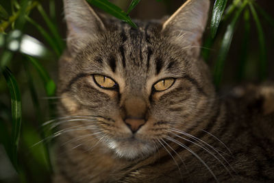 Close-up portrait of cat