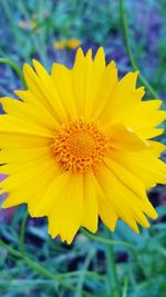 Close-up of yellow flower