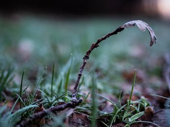 Close-up of plant growing on field