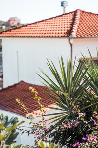 Close-up of potted plant against building