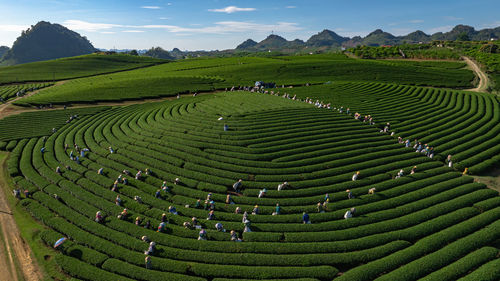 Tea harvest