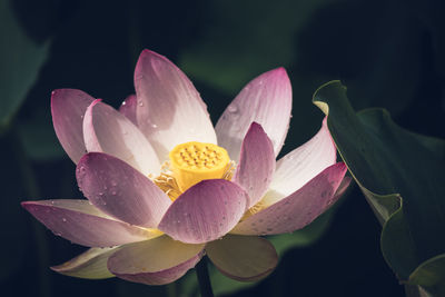 Close-up of water lily