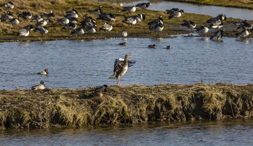 Wild goose perching on rock in lake