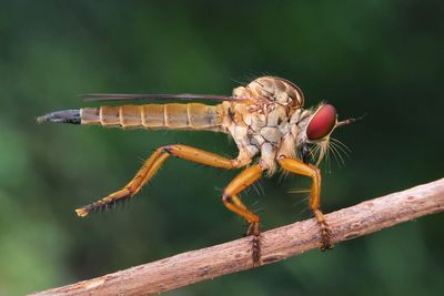 Close-up of dragonfly on wood