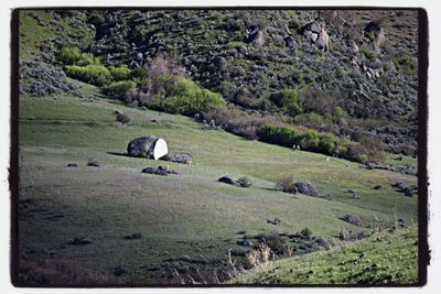 Animal grazing on grassy field