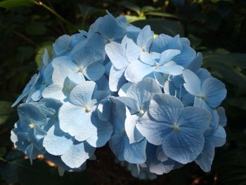 Close-up of white flowers blooming outdoors