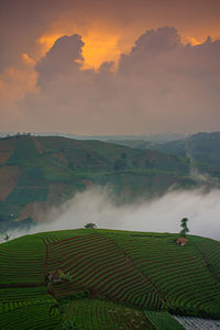 Enjoy the sunset at panyaweuyan majalengka, west java, indonesia. with an overlay of onion plants