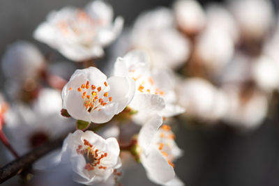 Close-up of white cherry blossom