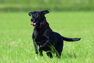 Action shot of a young black labrador running through a field