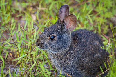 Close-up of a turtle on field