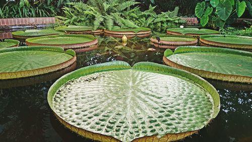 High angle view of lotus water lily