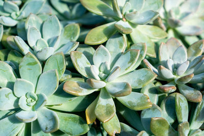 Full frame shot of succulent plant