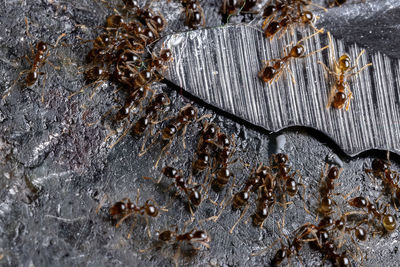 High angle view of water drops on wood