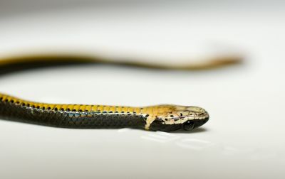 Close-up of baby snake