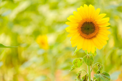 Close-up of yellow flowering plant on field