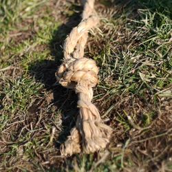 Close-up of grass in field