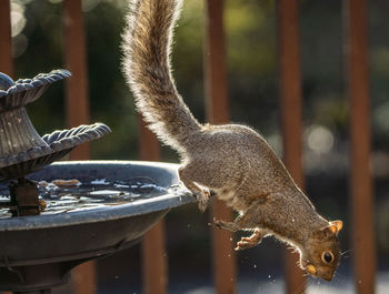 Close-up of squirrel in water