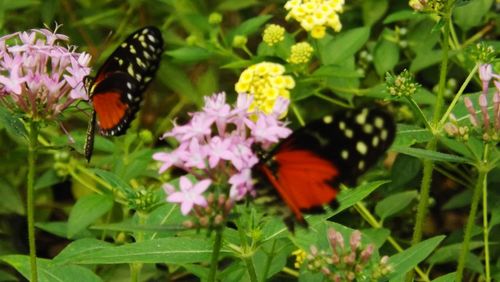 Close-up of butterfly on flower