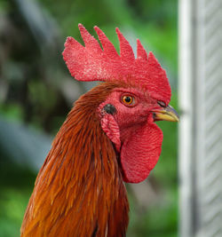 Close-up of rooster