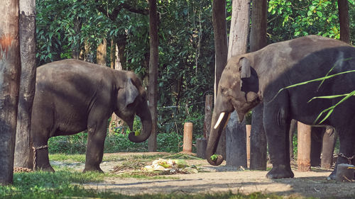 Elephant in a forest