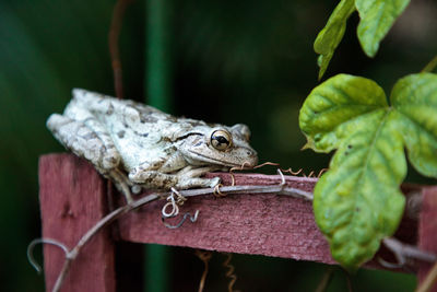 Close-up of frog on plant