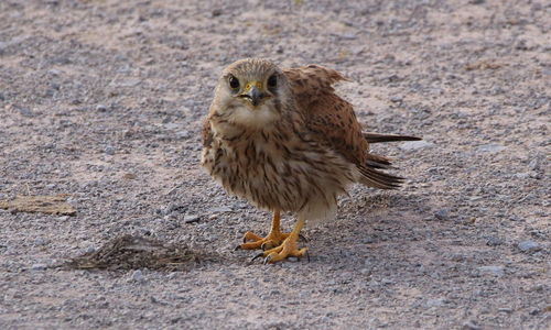 Close-up portrait of kestrel