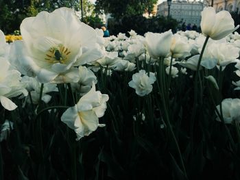 Close-up of white flowers blooming outdoors